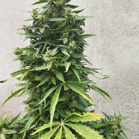 Critical +2 XXL Auto growlog timeline photo