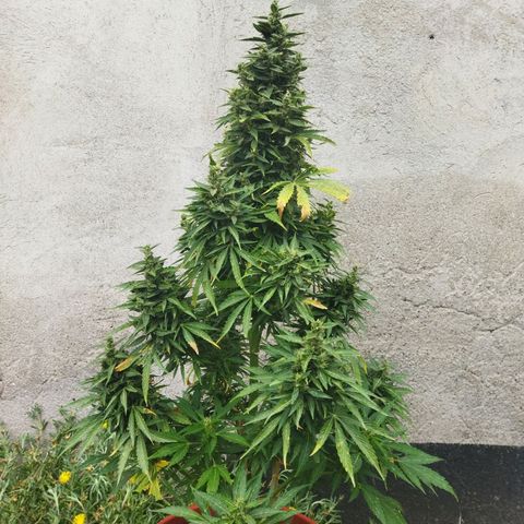 Critical +2 XXL Auto growlog timeline photo