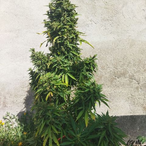 Critical +2 XXL Auto growlog timeline photo