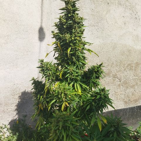 Critical +2 XXL Auto growlog timeline photo