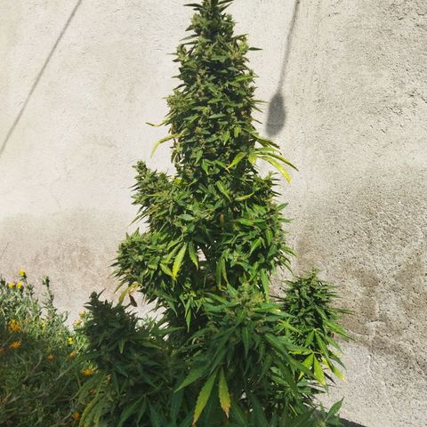 Critical +2 XXL Auto growlog timeline photo