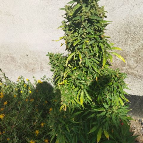 Critical +2 XXL Auto growlog timeline photo