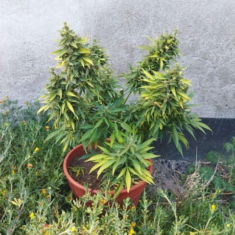 Critical +2 XXL Auto growlog timeline photo