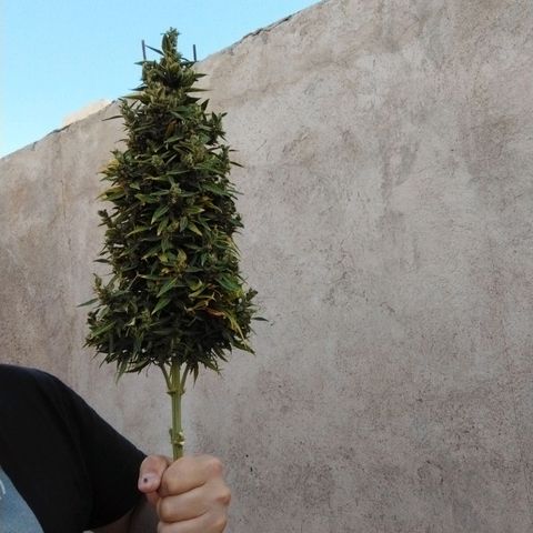Critical +2 XXL Auto growlog timeline photo