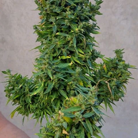 Critical +2 XXL Auto growlog timeline photo
