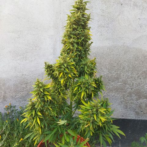 Critical +2 XXL Auto growlog timeline photo
