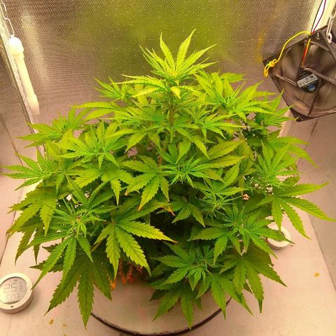 Auto Northern Lights growlog timeline photo
