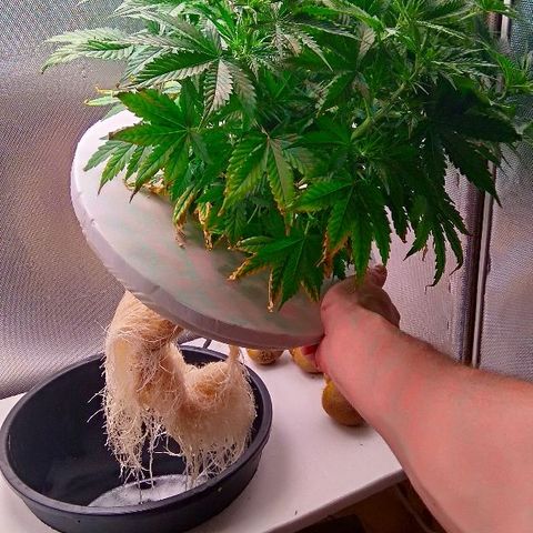 Auto Northern Lights growlog timeline photo