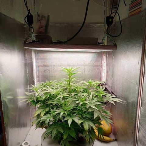 Auto Northern Lights growlog timeline photo