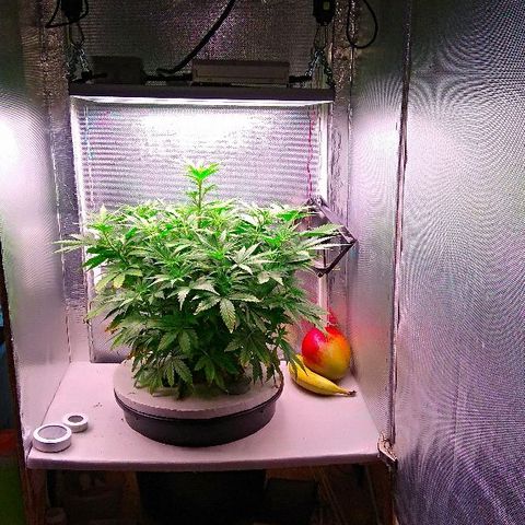 Auto Northern Lights growlog timeline photo