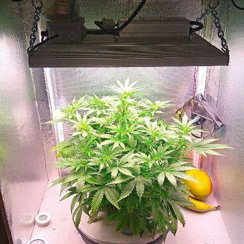 Auto Northern Lights growlog timeline photo