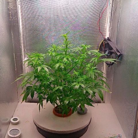 Auto Northern Lights growlog photo: Швази(не полное)