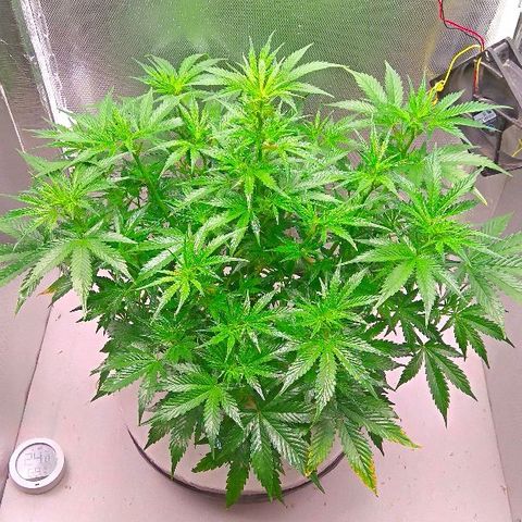 Auto Northern Lights growlog photo: Держим влагу, каждые полчаса опрыскивание чистой водой