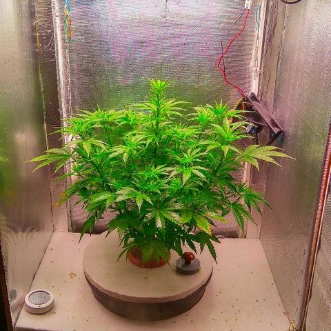 Auto Northern Lights growlog photo: Держим влагу, каждые полчаса опрыскивание чистой водой