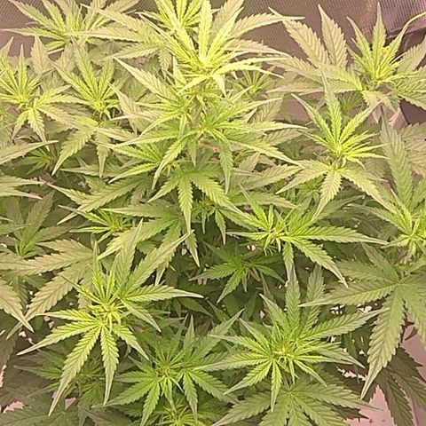 Auto Northern Lights growlog timeline photo