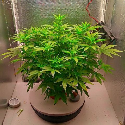 Auto Northern Lights growlog timeline photo