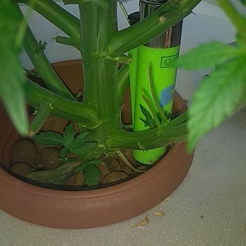 Auto Northern Lights growlog timeline photo