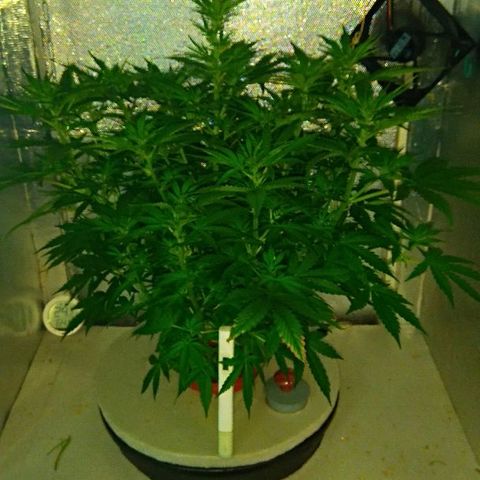 Auto Northern Lights growlog timeline photo