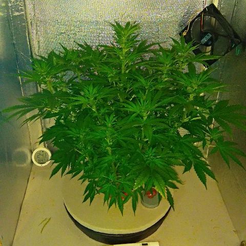 Auto Northern Lights growlog timeline photo