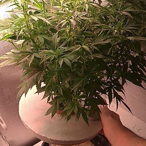 Auto Northern Lights growlog timeline photo