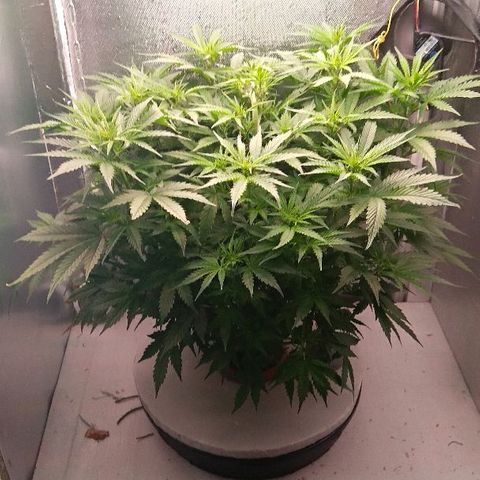 Auto Northern Lights growlog timeline photo