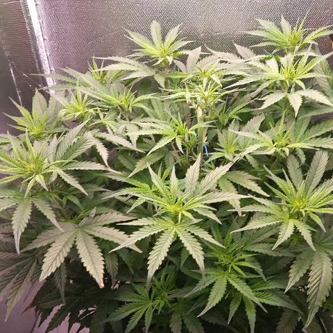 Auto Northern Lights growlog timeline photo