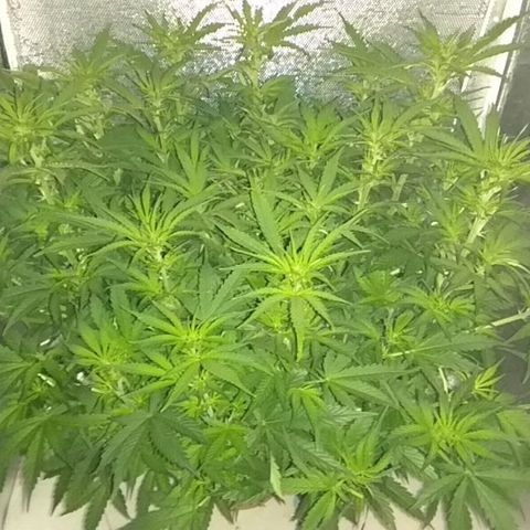 Auto Northern Lights growlog timeline photo