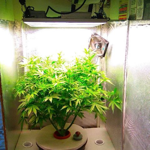 Auto Northern Lights growlog timeline photo