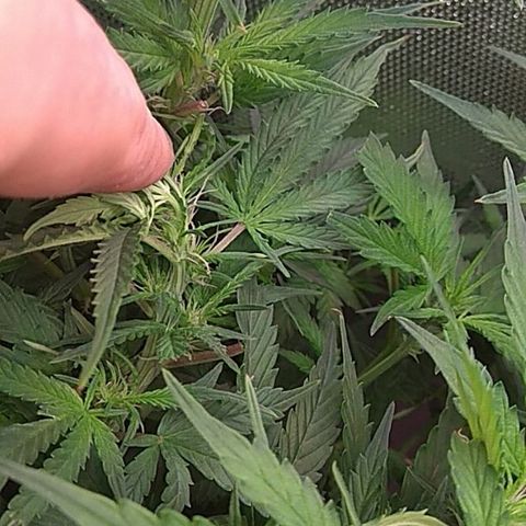 Auto Northern Lights growlog timeline photo