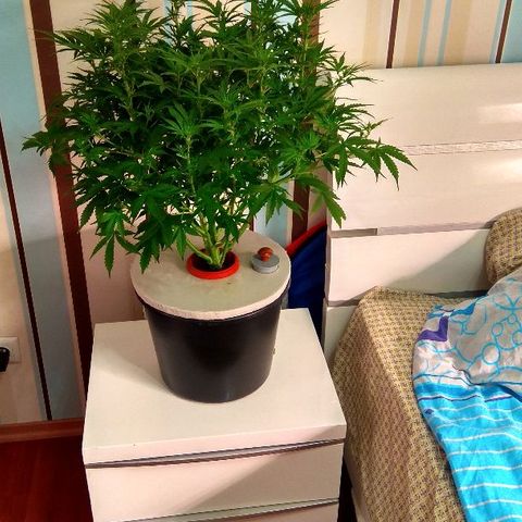 Auto Northern Lights growlog timeline photo
