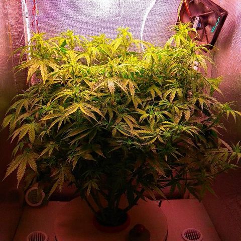 Auto Northern Lights growlog timeline photo