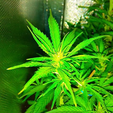 Auto Northern Lights growlog timeline photo