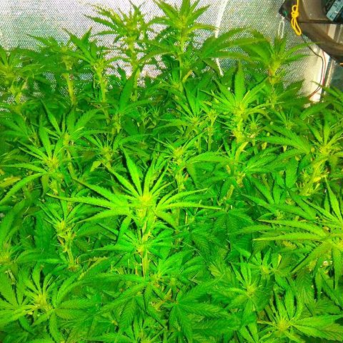 Auto Northern Lights growlog timeline photo