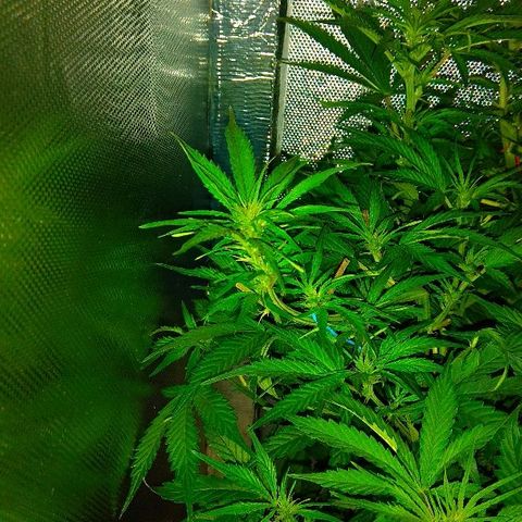 Auto Northern Lights growlog timeline photo