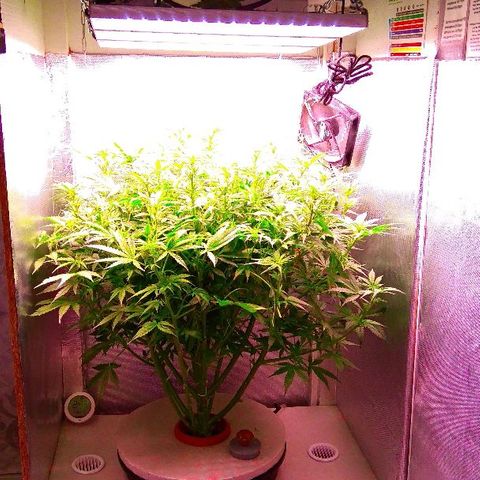Auto Northern Lights growlog timeline photo