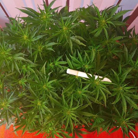 Auto Northern Lights growlog timeline photo