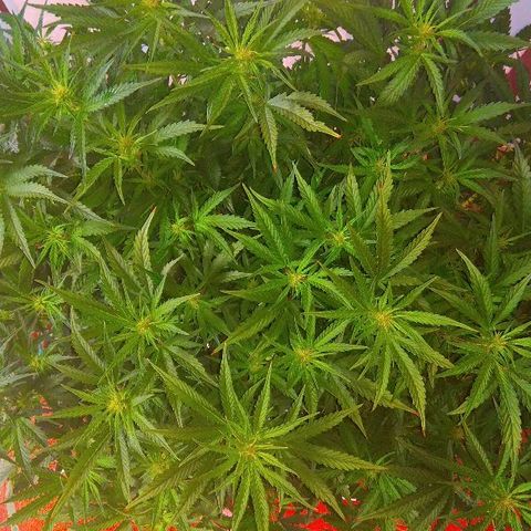 Auto Northern Lights growlog timeline photo