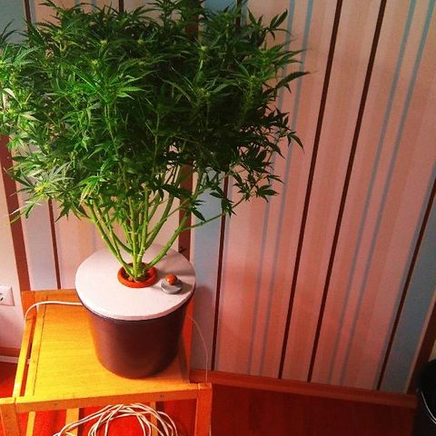 Auto Northern Lights growlog timeline photo