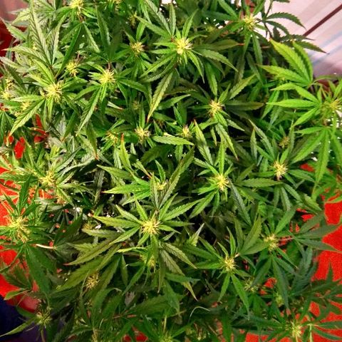 Auto Northern Lights growlog timeline photo