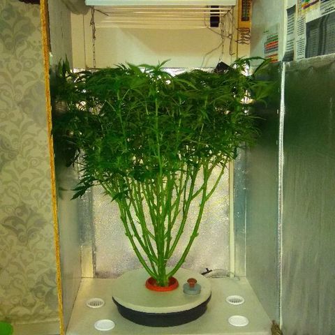 Auto Northern Lights growlog timeline photo