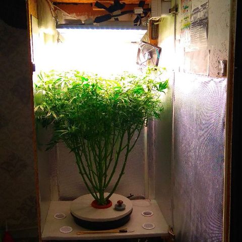 Auto Northern Lights growlog timeline photo