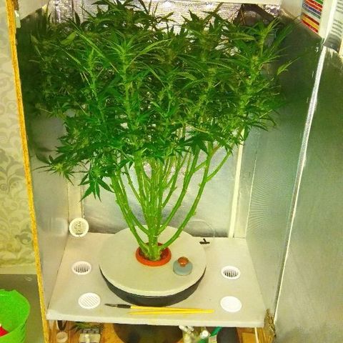 Auto Northern Lights growlog timeline photo