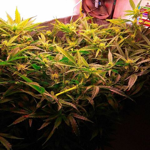 Auto Northern Lights growlog timeline photo