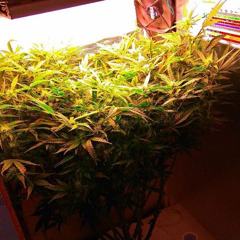 Auto Northern Lights growlog timeline photo