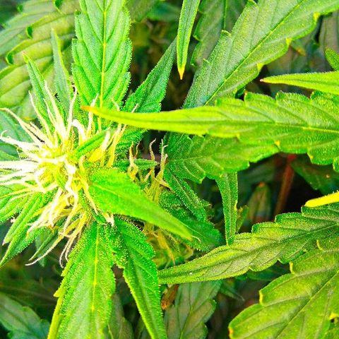 Auto Northern Lights growlog timeline photo