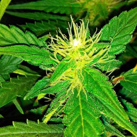 Auto Northern Lights growlog photo: Леспиздесс