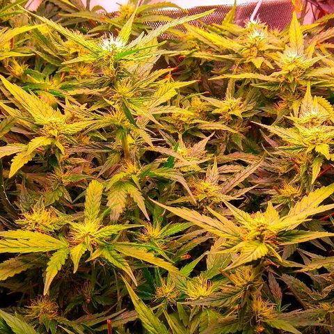 Auto Northern Lights growlog timeline photo