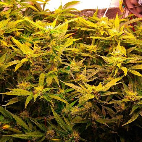 Auto Northern Lights growlog timeline photo
