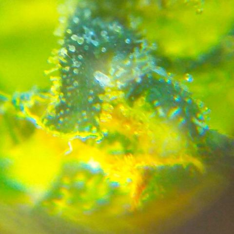 Auto Northern Lights growlog timeline photo