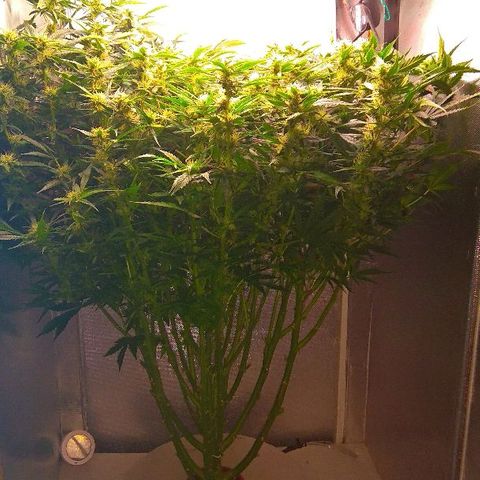 Auto Northern Lights growlog timeline photo